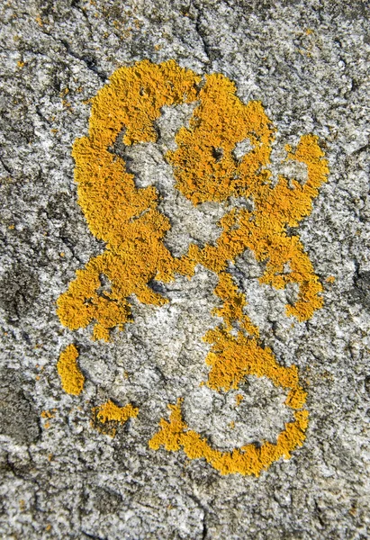 Yellow moss formation — Stock Photo, Image