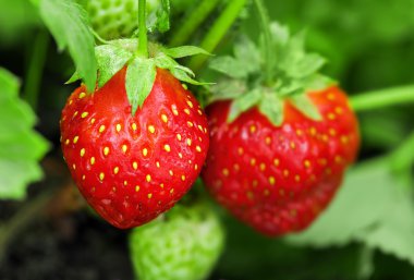 Strawberry plant clipart