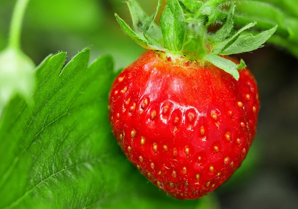 Erdbeerpflanze — Stockfoto