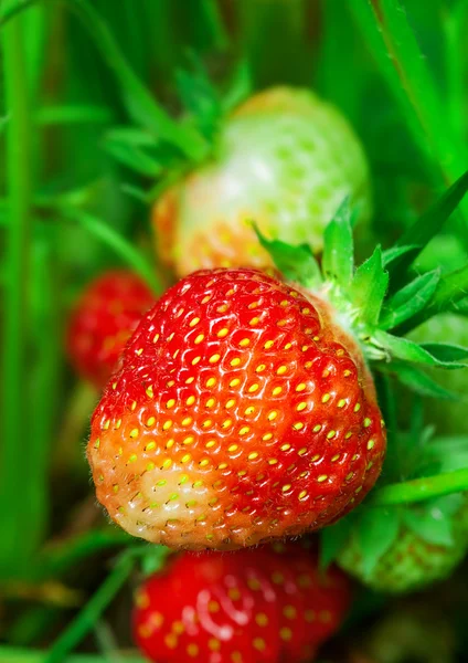 Erdbeerpflanze — Stockfoto