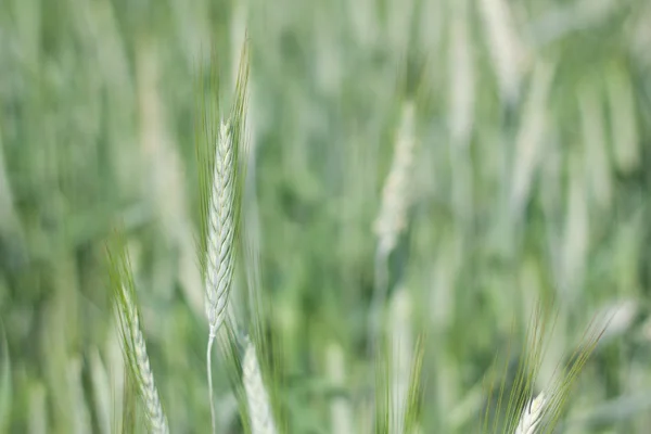 stock image Green ear of wheat in summer