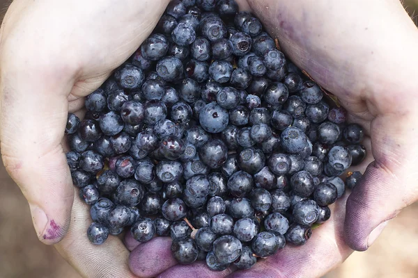 stock image Handful of Blueberries