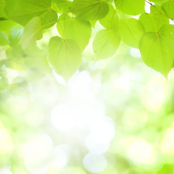 Hojas verdes, sol brillante — Foto de Stock