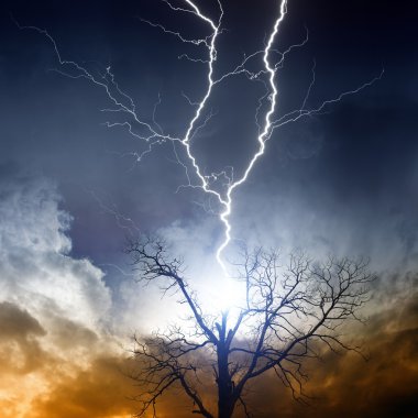 Tree struck by lightning clipart