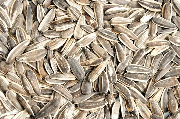 Sunflower seeds texture — Stock Photo, Image