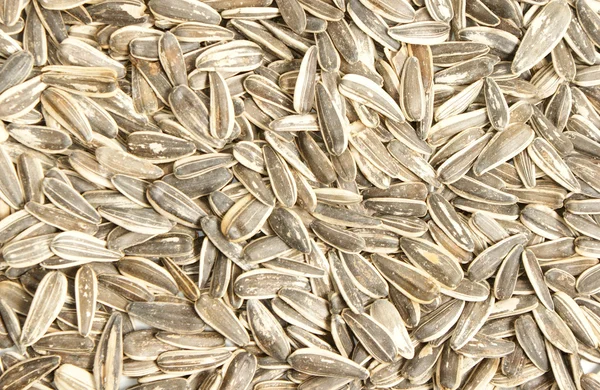 Textura de semillas de girasol — Foto de Stock