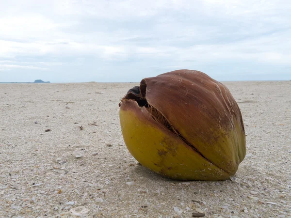 Um coco na praia — Fotografia de Stock