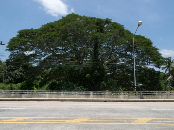 Een grote boom — Stockfoto