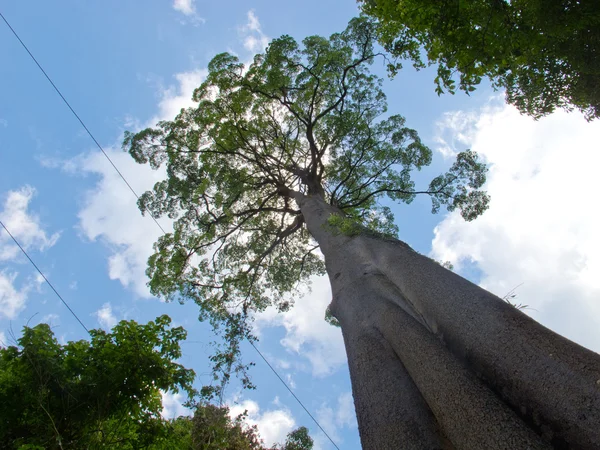 Un árbol grande — Foto de Stock