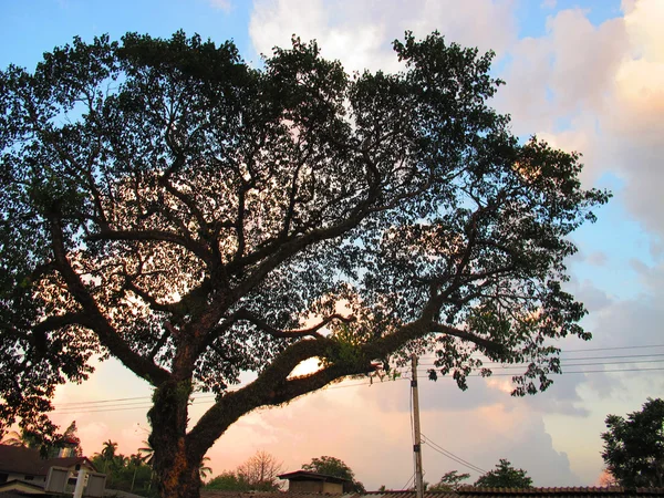 Un árbol grande — Foto de Stock