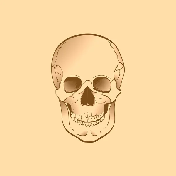 Ilustracja ludzkiej czaszki — Zdjęcie stockowe