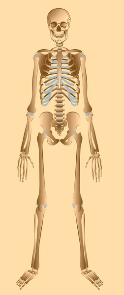 Stock image Illustration of human skeleton front view