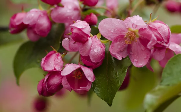 Яблуня квіти — стокове фото