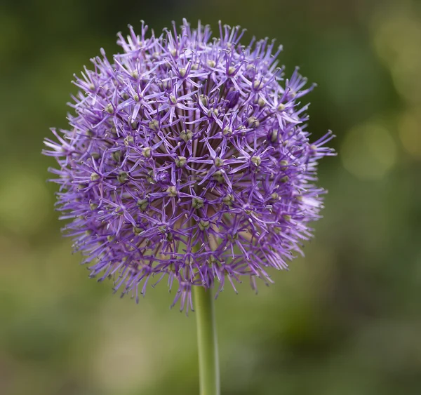 stock image Onions flower