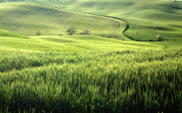 Zielonej Toskanii — Zdjęcie stockowe