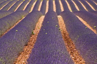 Lavander field in Provence,France clipart