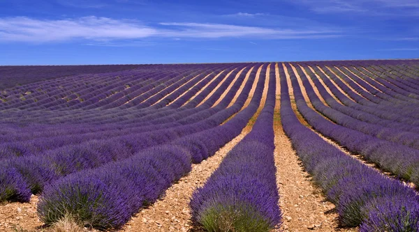 Lavendel veld in provence, Frankrijk — Stockfoto