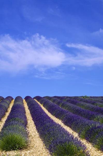 Lavanderfeld in der Provence, Frankreich — Stockfoto