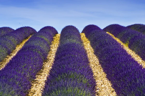 Lavanta alan Provence, Fransa — Stok fotoğraf