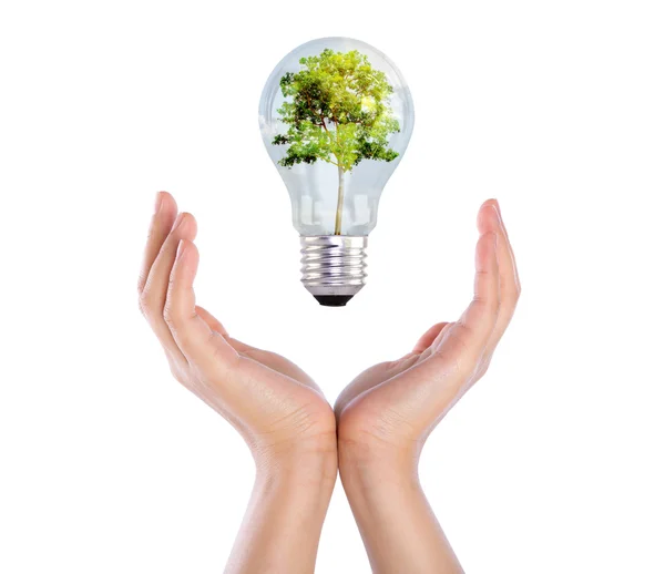 Light bulb over hand (green tree growing in a bulb) — Stock Photo, Image