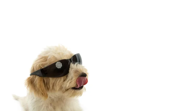 Beyaz arka plan üzerinde izole cam içinde köpek yavrusu — Stok fotoğraf
