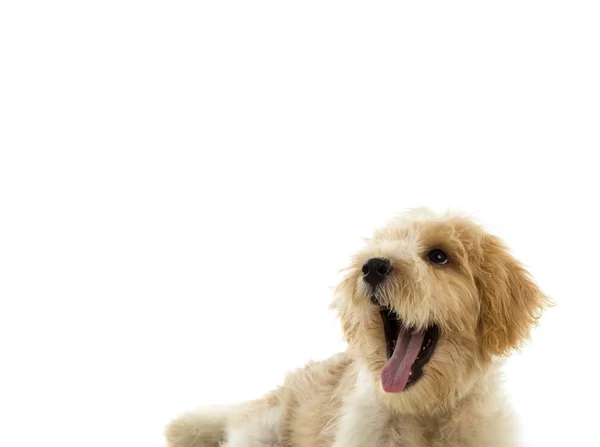 Welpe Hund isoliert auf weißem Hintergrund — Stockfoto