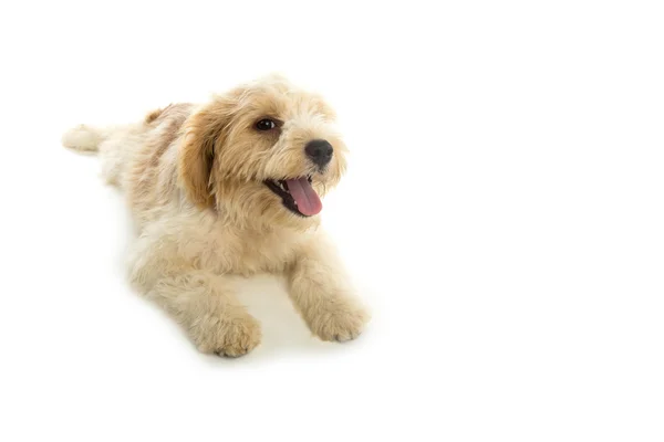 Kölyök kutya a elszigetelt fehér background — Stock Fotó