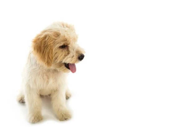 Kölyök kutya a elszigetelt fehér background — Stock Fotó