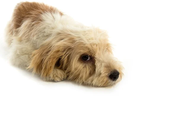 白い背景で隔離の子犬犬 — ストック写真