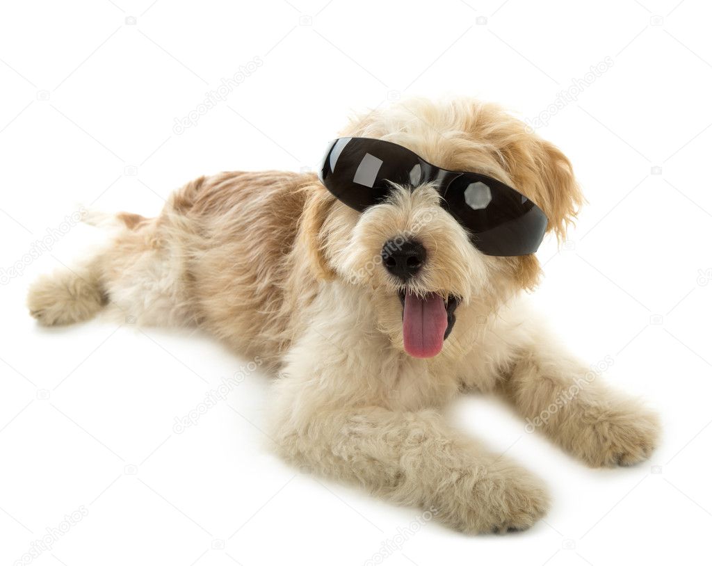 Puppy dog in the glass isolated on white background