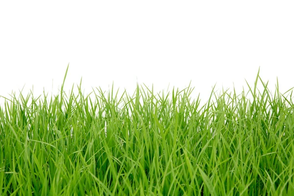 Fresh spring green grass isolated on white background — Stock Photo, Image