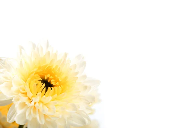 Bela flor branca isolado no fundo branco — Fotografia de Stock