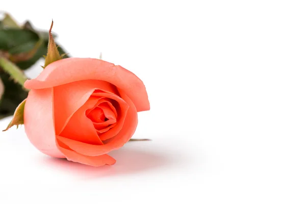 Bella rosa rosa isolata su sfondo bianco — Foto Stock