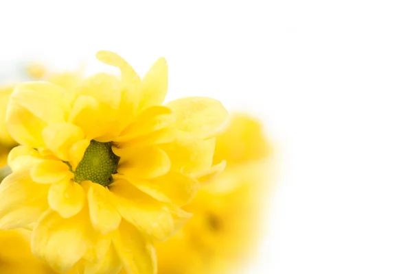 孤立在白色背景上的美丽黄色花 — 图库照片