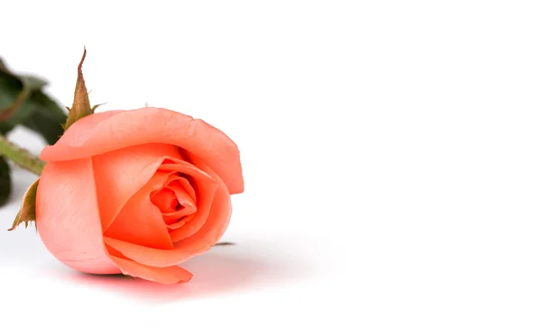 Красива рожева троянда ізольована на білому тлі — стокове фото