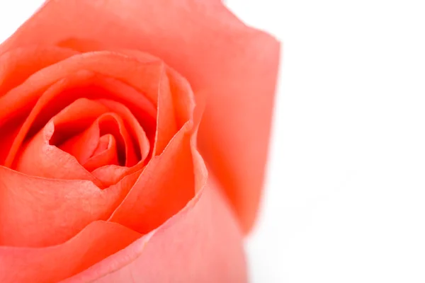 하얀 배경에 고립된 아름다운 분홍빛 장미 — 스톡 사진