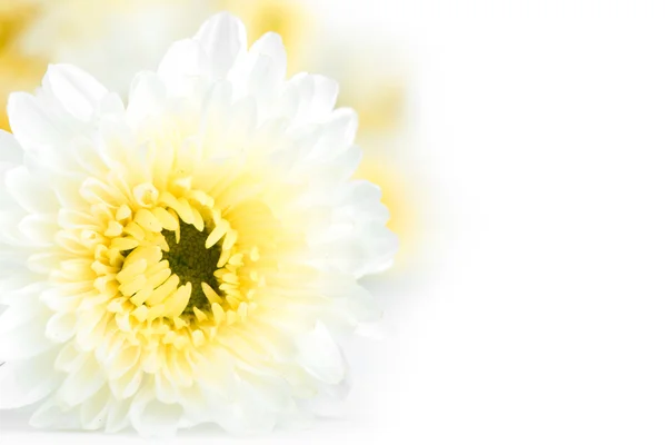 Vacker vit blomma isolerad på vit bakgrund — Stockfoto