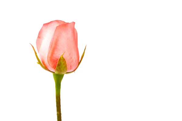 美丽的粉红玫瑰，白色背景隔离 — 图库照片