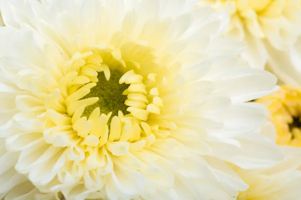 Krásná bílá květina — Stock fotografie