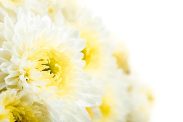Beautiful white Flower Isolated on White Background — Stock Photo, Image