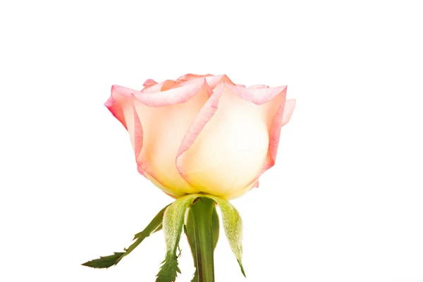 Schöne rosa Rose isoliert auf weißem Hintergrund — Stockfoto