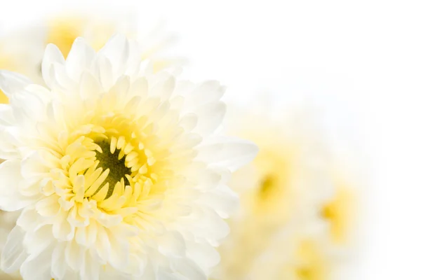 Красива біла квітка ізольована на білому тлі — стокове фото