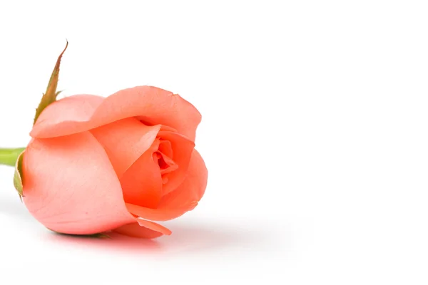 Красива рожева троянда ізольована на білому тлі — стокове фото