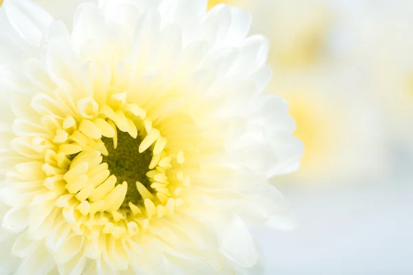 Krásný bílý květ izolovaných na bílém pozadí — Stock fotografie