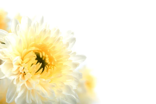 Gyönyörű fehér virág elszigetelt-fehér háttér — Stock Fotó