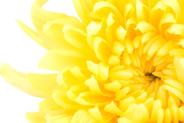 Gyönyörű sárga virág elszigetelt fehér háttér — Stock Fotó