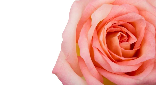 Όμορφο ροζ τριαντάφυλλο απομονωμένο σε λευκό φόντο — Φωτογραφία Αρχείου