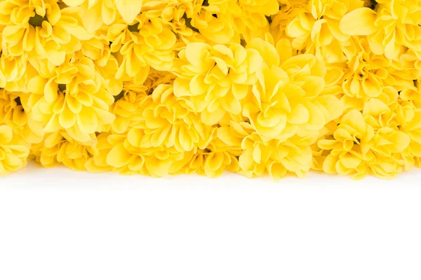白い背景上に分離されて美しい黄色い花 — ストック写真