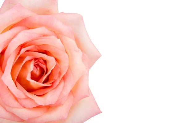 하얀 배경에 고립된 아름다운 분홍빛 장미 — 스톡 사진