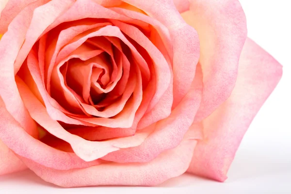 Rosa bonita rosa isolada no fundo branco — Fotografia de Stock